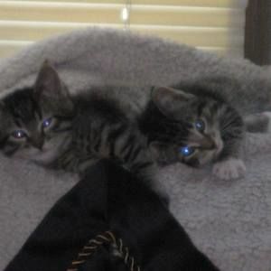 Meet your Posher, Heidi